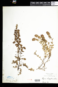 Thymus pulegioides image