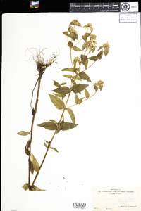 Pycnanthemum muticum image