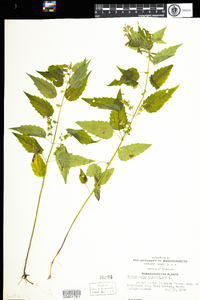 Scutellaria lateriflora image