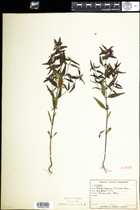 Melampyrum lineare image