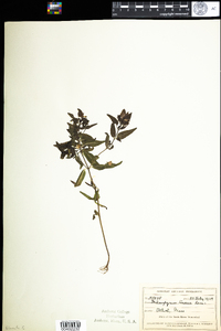 Melampyrum lineare image