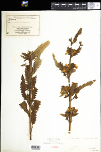 Pedicularis lanceolata image