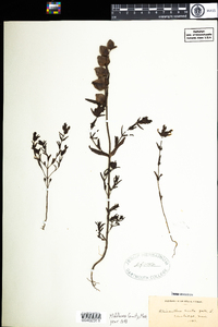 Rhinanthus minor image