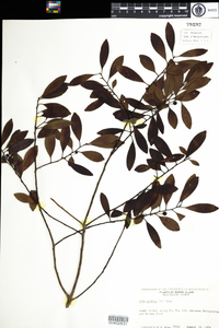 Ilex glabra image