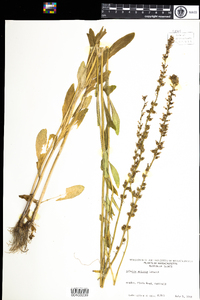 Lobelia spicata image