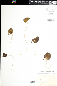 Nymphoides cordata image