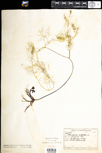 Utricularia radiata image