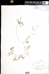 Utricularia radiata image