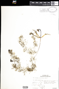 Utricularia radiata image