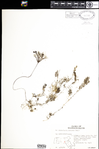 Utricularia radiata image