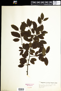 Ilex mucronata image