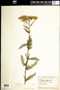 Achillea millefolium image