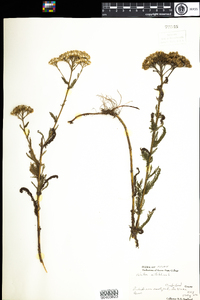 Achillea millefolium image