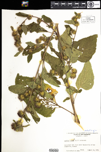 Arctium minus image