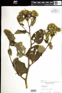 Arctium lappa image