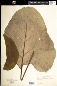 Arctium lappa image