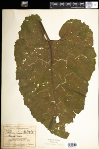 Arctium minus image