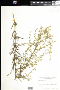 Artemisia vulgaris image