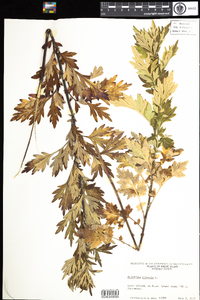 Artemisia vulgaris image