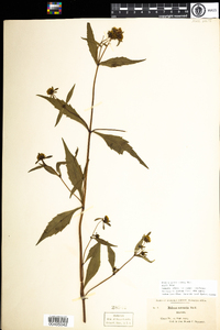 Bidens connata image