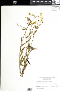 Erigeron strigosus image