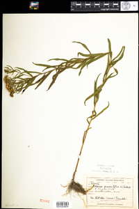 Euthamia graminifolia image