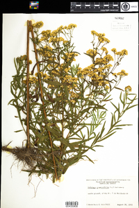 Euthamia graminifolia image