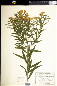 Euthamia graminifolia image