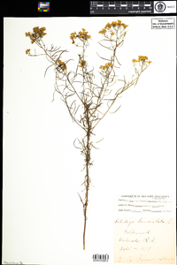 Euthamia graminifolia image