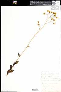 Hieracium scabrum image