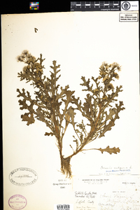 Senecio vulgaris image