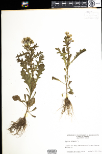 Senecio vulgaris image