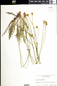 Leontodon autumnalis image