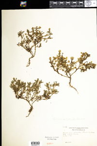 Matricaria discoidea image