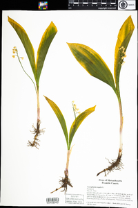 Convallaria majalis image