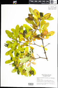 Ligustrum obtusifolium image