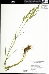 Bromus secalinus image