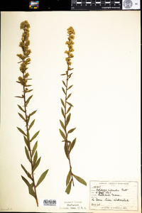 Solidago puberula image