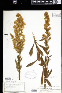 Solidago puberula image