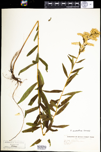 Solidago odora image