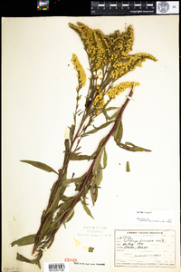 Solidago juncea image