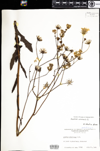 Sonchus arvensis image