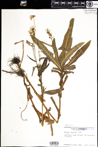 Sonchus arvensis image