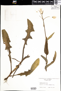 Sonchus arvensis image