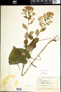 Symphyotrichum cordifolium image