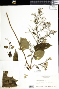 Symphyotrichum cordifolium image