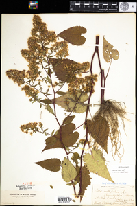 Symphyotrichum cordifolium image