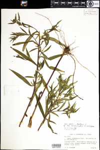 Symphyotrichum cordifolium image