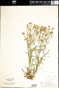 Symphyotrichum pilosum var. pringlei image