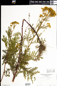 Tanacetum vulgare image